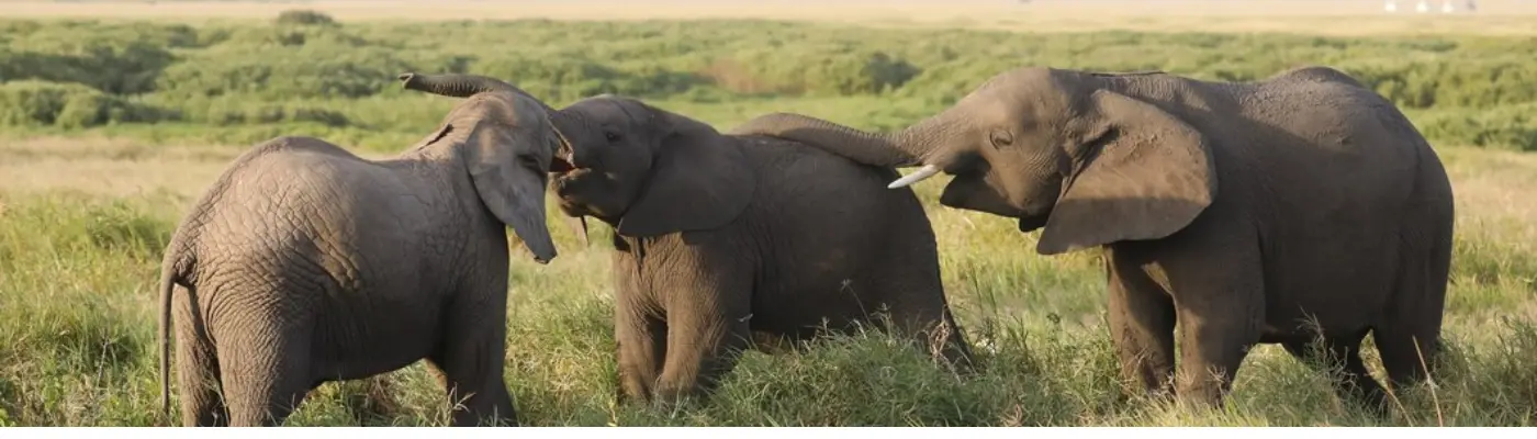 Amboseli National Park